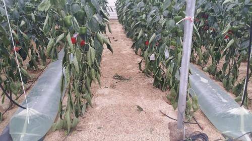 zoomfotonoticia-21285|jornada-tecnica-ifapa-climatizacion-sistemas-pasivos